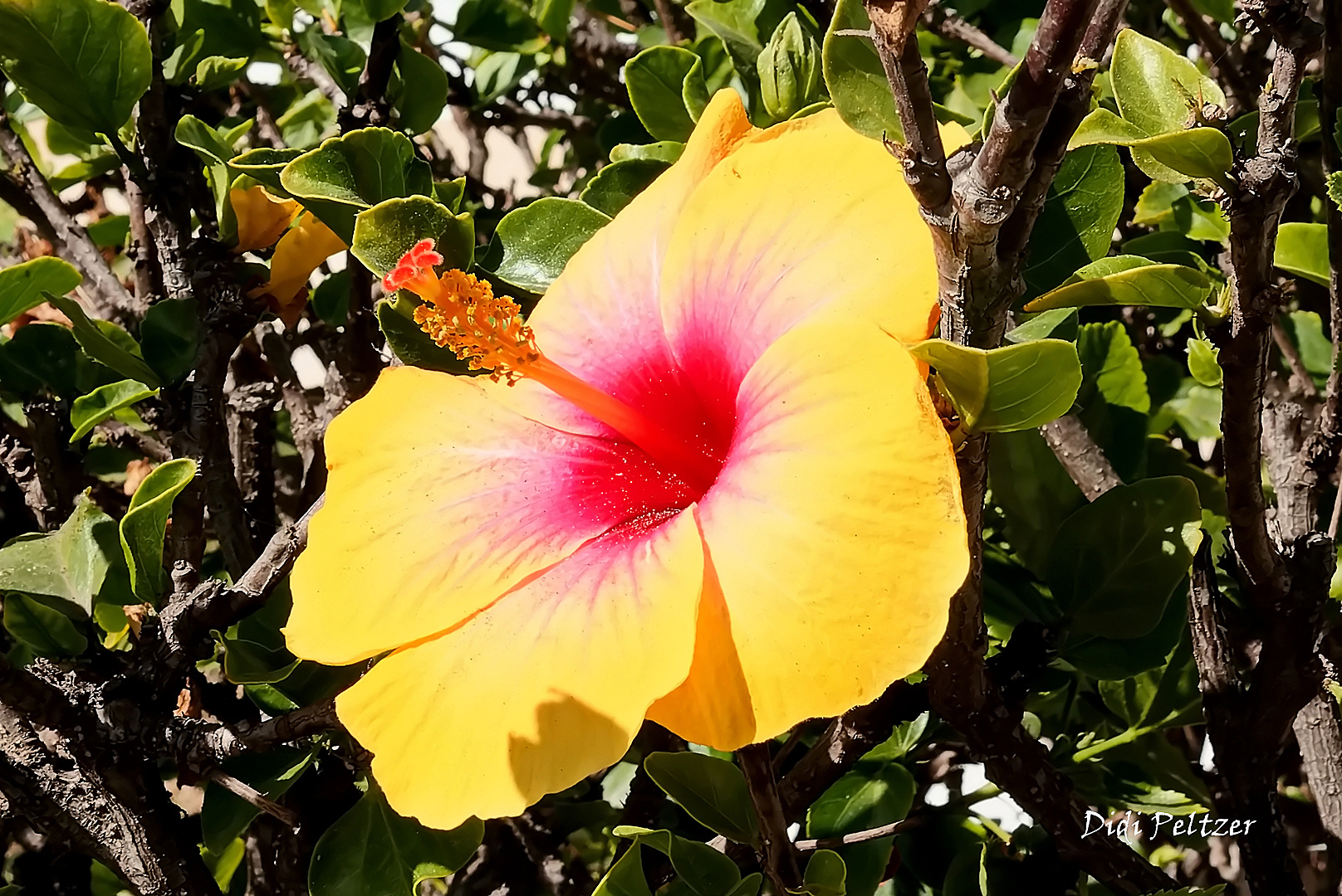 Mittwochsblümchen: Hibiskusblüte ...