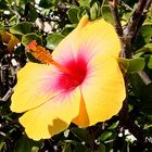 Mittwochsblümchen: Hibiskusblüte ...