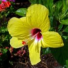 Mittwochsblümchen: Hibiskusblüte ...