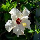 Mittwochsblümchen: Hibiskusblüte ...