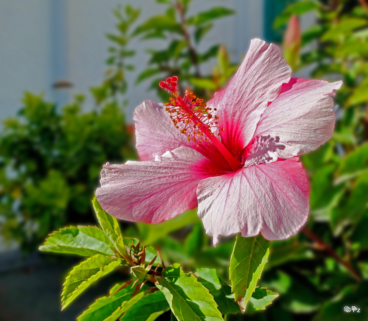 Mittwochsblümchen: Hibiskusblüte von Gran Canaria ...