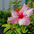 Mittwochsblümchen: Hibiskusblüte von Gran Canaria ...