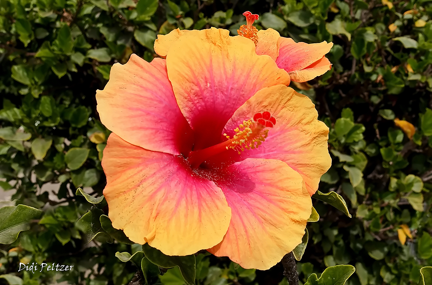 Mittwochsblümchen: Hibiskusblüten ...