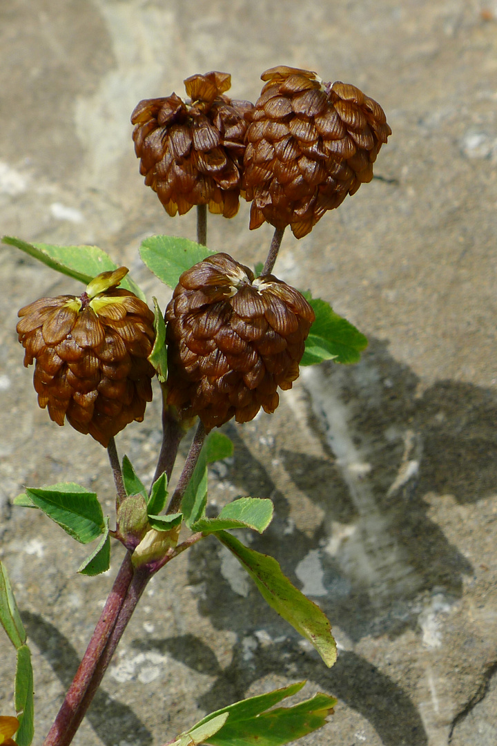 Mittwochsblümchen: Hopfenklee 