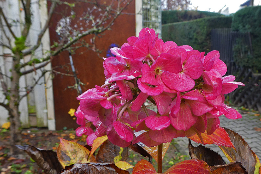 Mittwochsblümchen: Hortensie