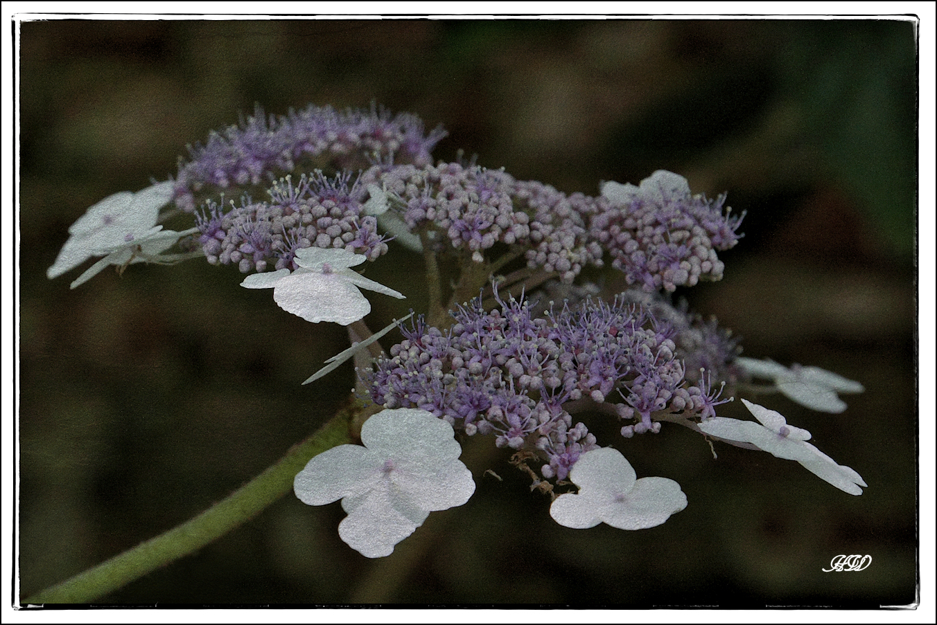 Mittwochsblümchen (Hortensie)