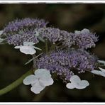 Mittwochsblümchen (Hortensie)