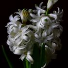 Mittwochsblümchen - Hyazinthe