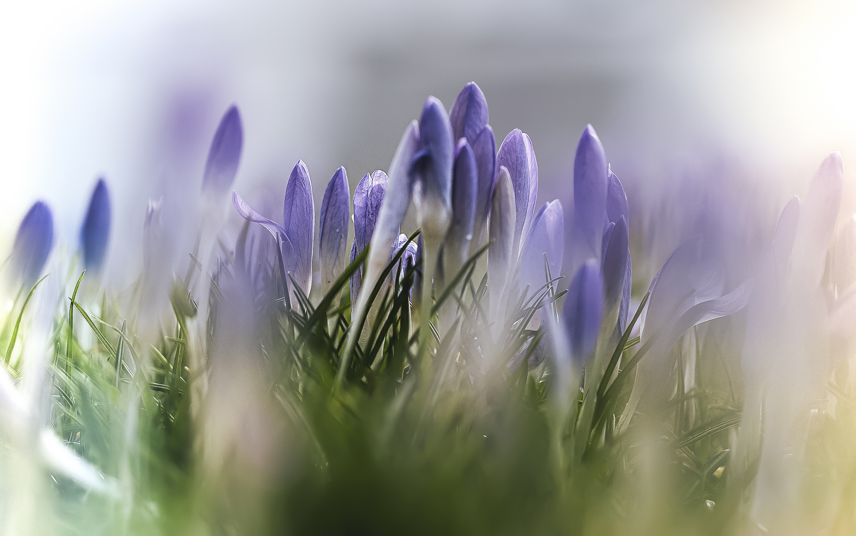 Mittwochsblümchen: Ich habe den Frühling gesucht....