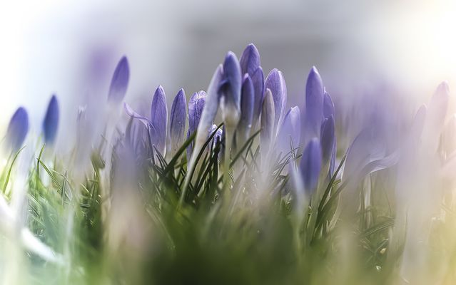 Mittwochsblümchen: Ich habe den Frühling gesucht....