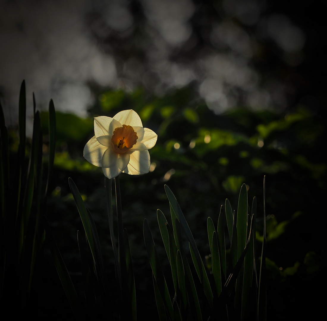 Mittwochsblümchen im Abendlicht