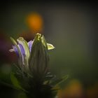 Mittwochsblümchen im ersten Morgenlicht