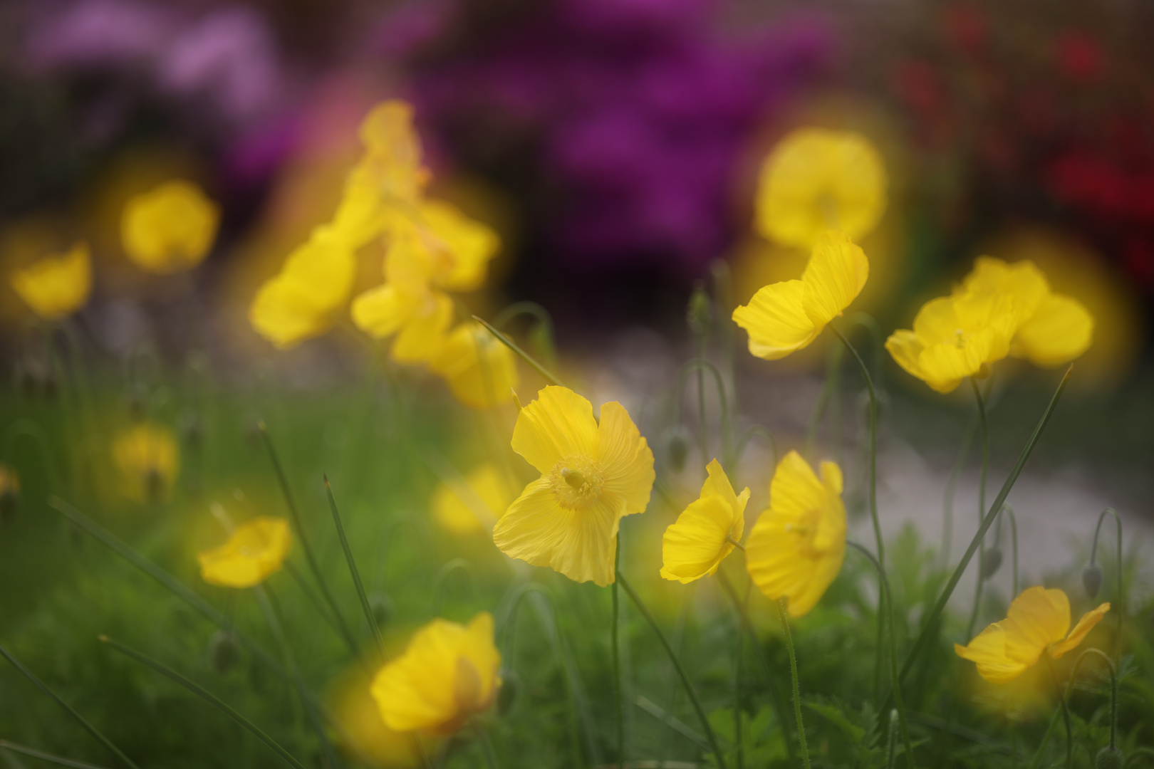 Mittwochsblümchen im Farbenrausch