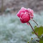 Mittwochsblümchen im frostigen Kleid