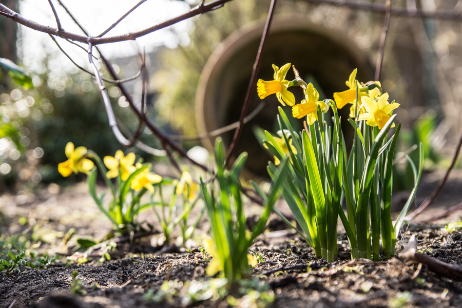 Mittwochsblümchen im Frühling