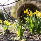 Mittwochsblümchen im Frühling