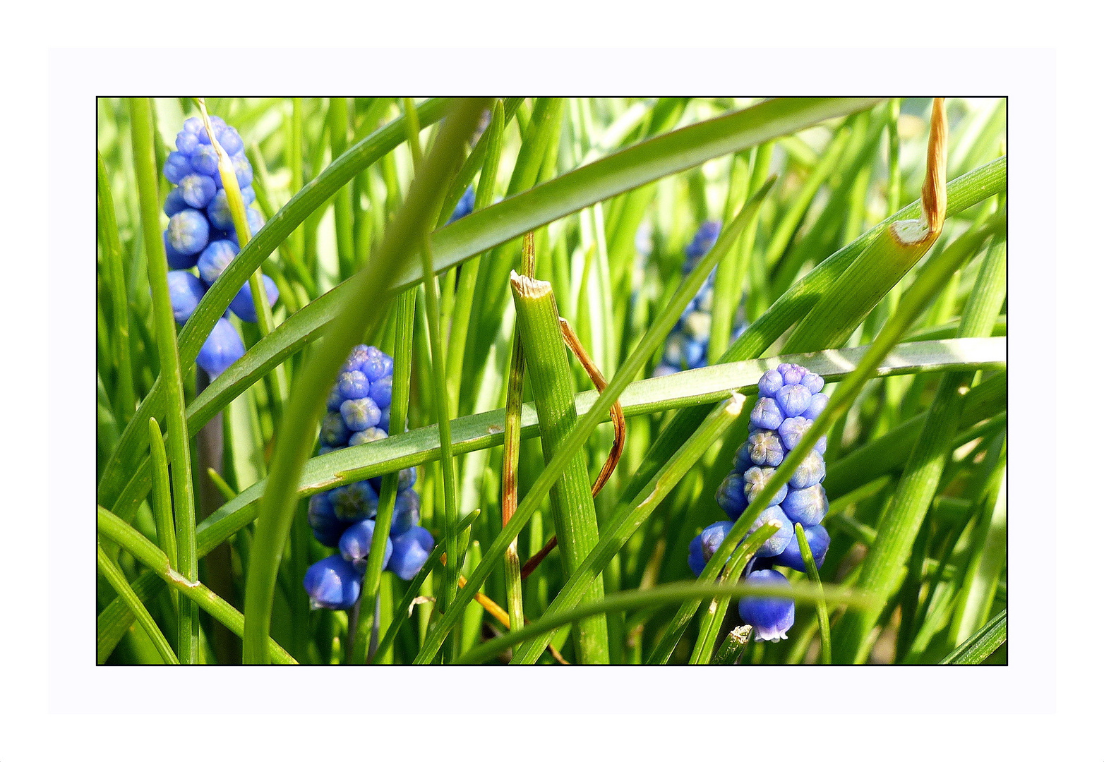 Mittwochsblümchen im Frühling