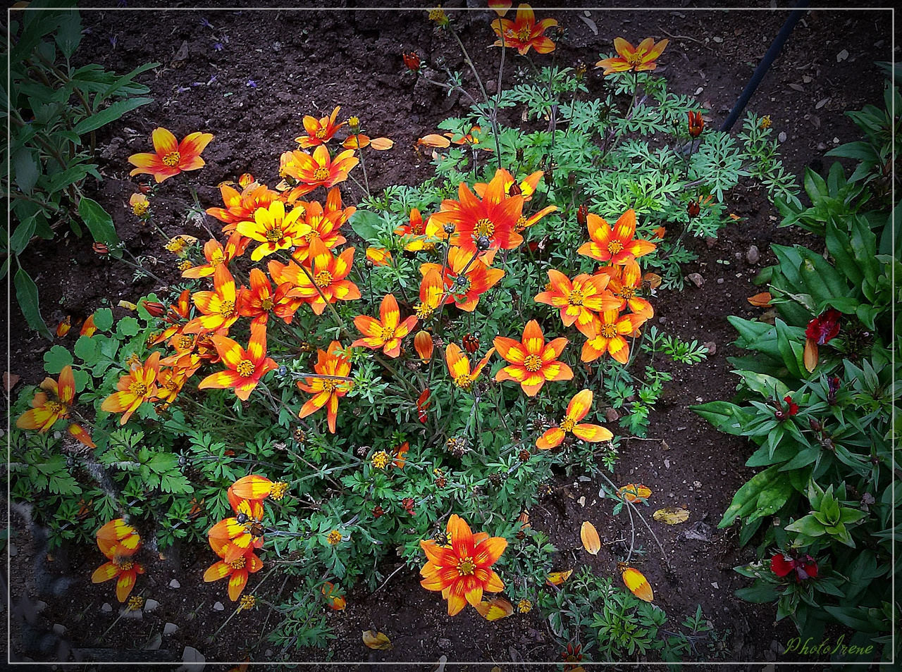 Mittwochsblümchen im Garten