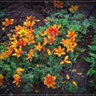 Mittwochsblümchen im Garten