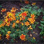 Mittwochsblümchen im Garten