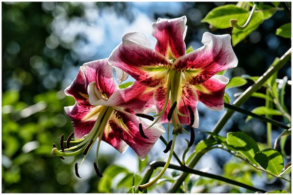 Mittwochsblümchen im Gegenlicht