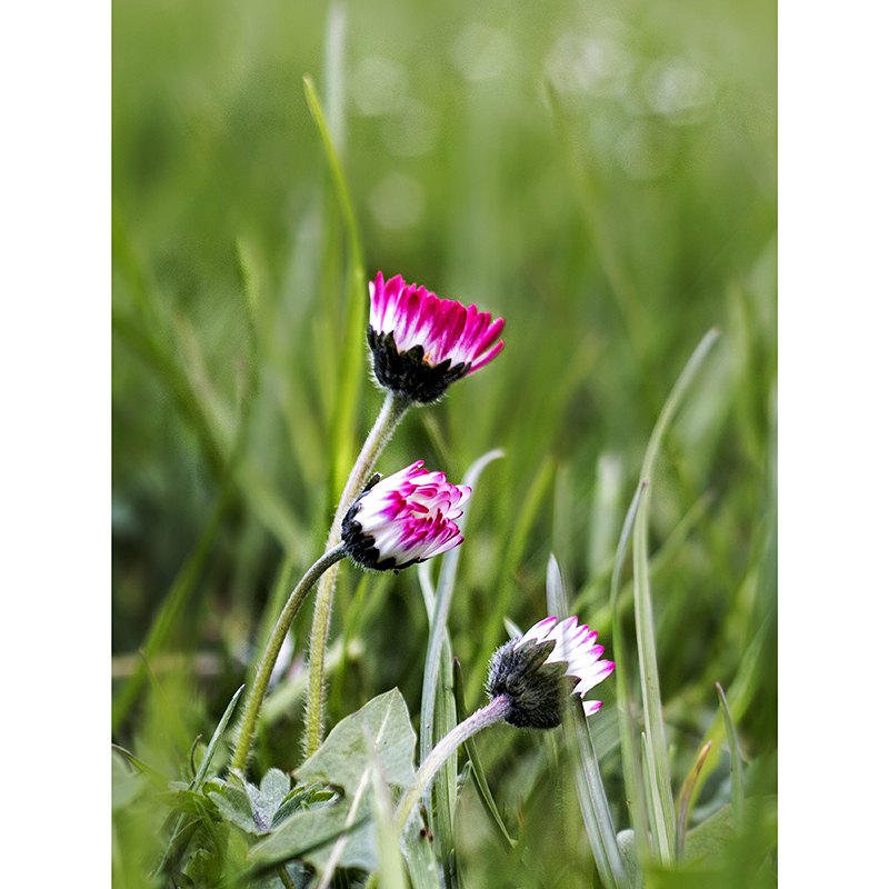 Mittwochsblümchen im Grase