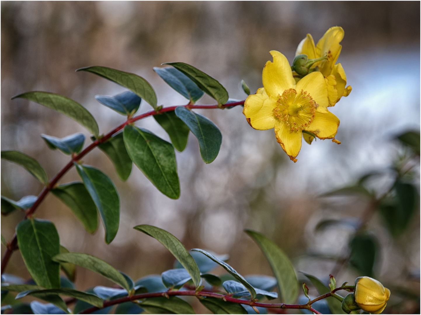 Mittwochsblümchen im Herbst