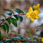 Mittwochsblümchen im Herbst