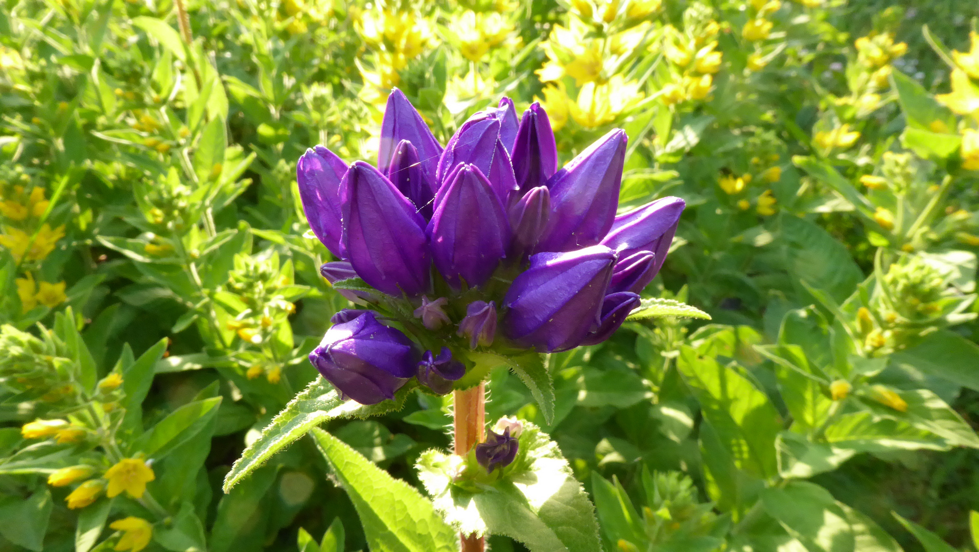 Mittwochsblümchen im Morgenlicht 