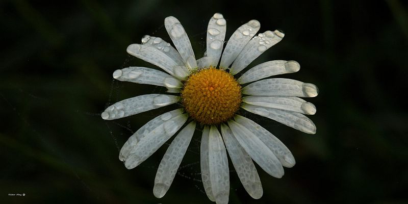 Mittwochsblümchen im Morgentau