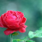 Mittwochsblümchen im November -Rose rot-