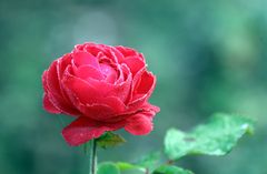 Mittwochsblümchen im November -Rose rot-