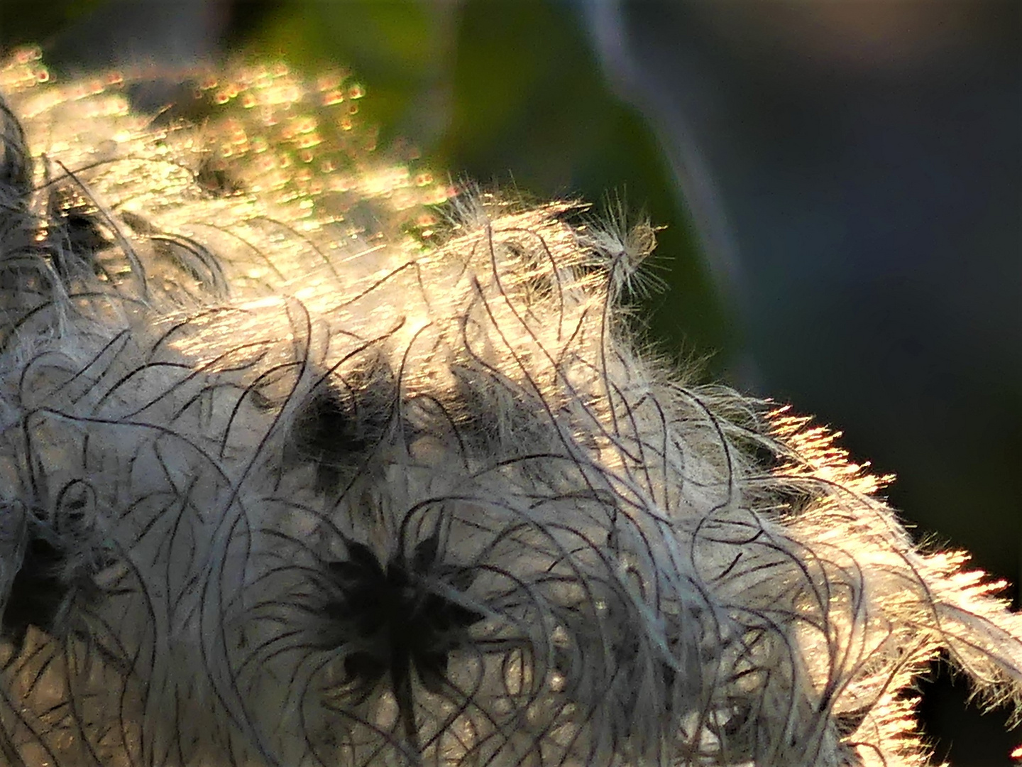 Mittwochsblümchen im Novemberlicht