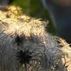 Mittwochsblümchen im Novemberlicht