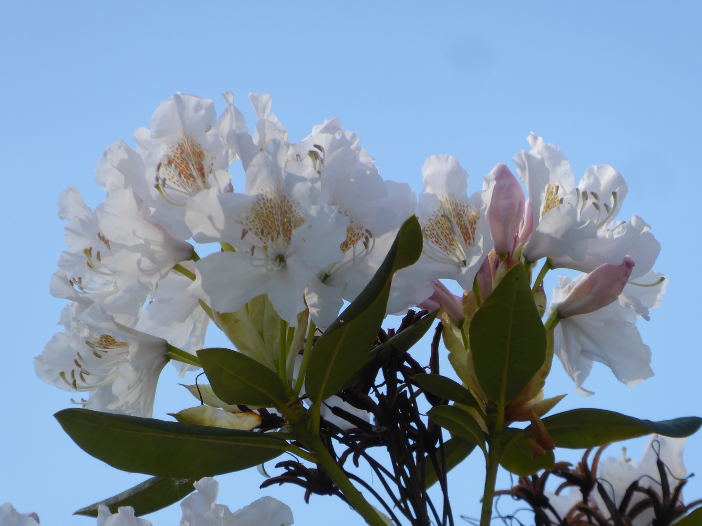 Mittwochsblümchen im Park