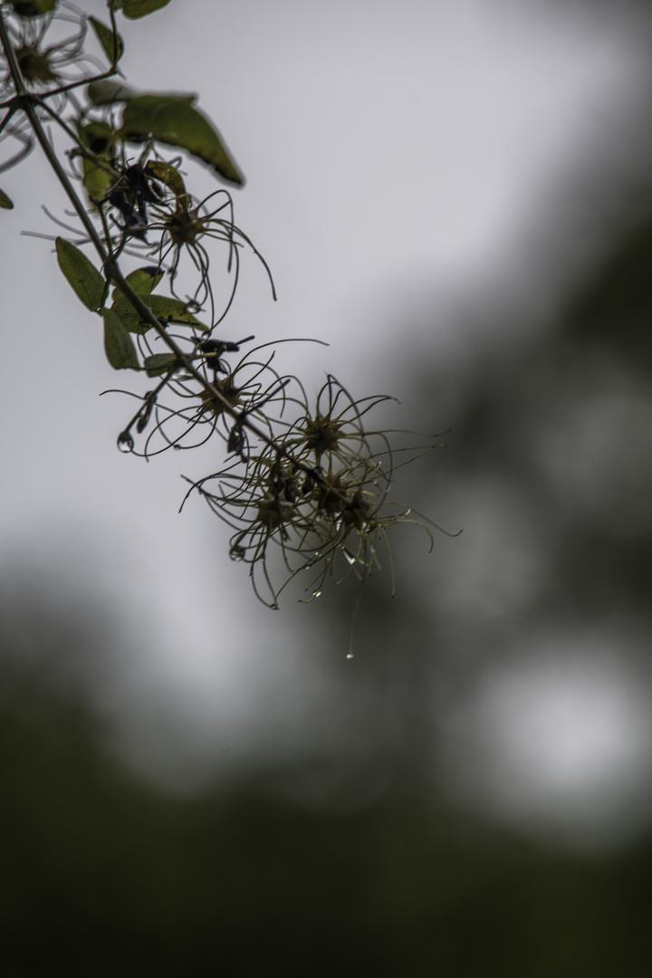 Mittwochsblümchen im Regen