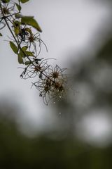 Mittwochsblümchen im Regen