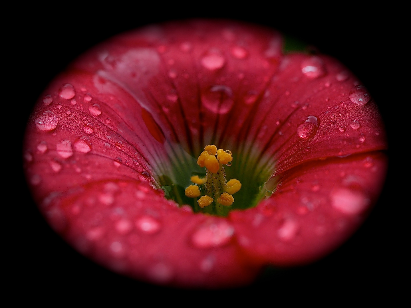 Mittwochsblümchen im Regen