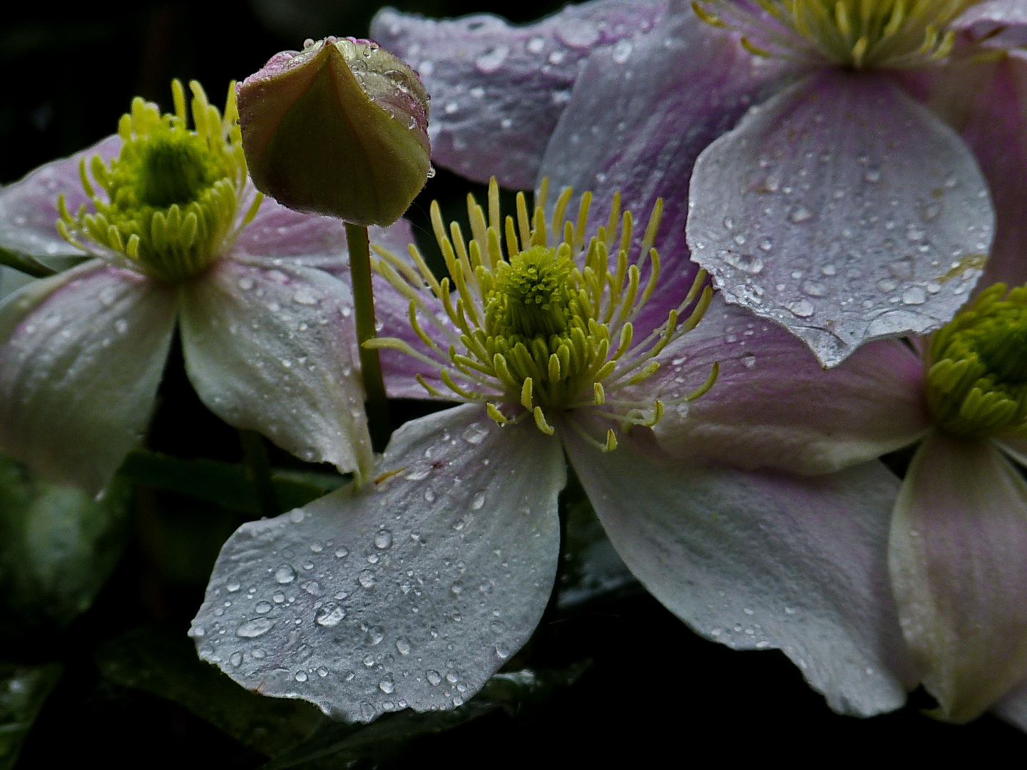 Mittwochsblümchen im Regen