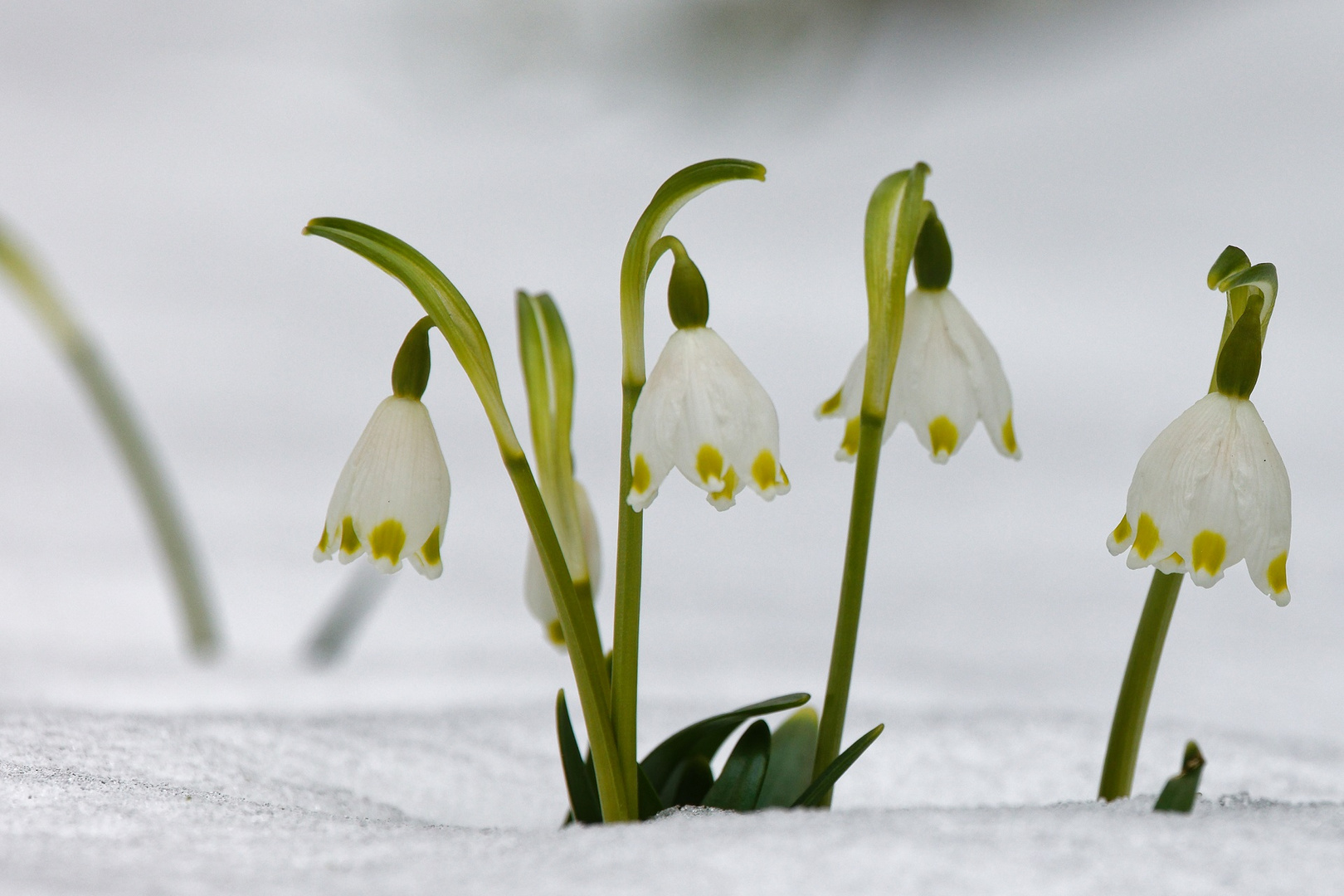 Mittwochsblümchen im Schnee