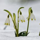 Mittwochsblümchen im Schnee