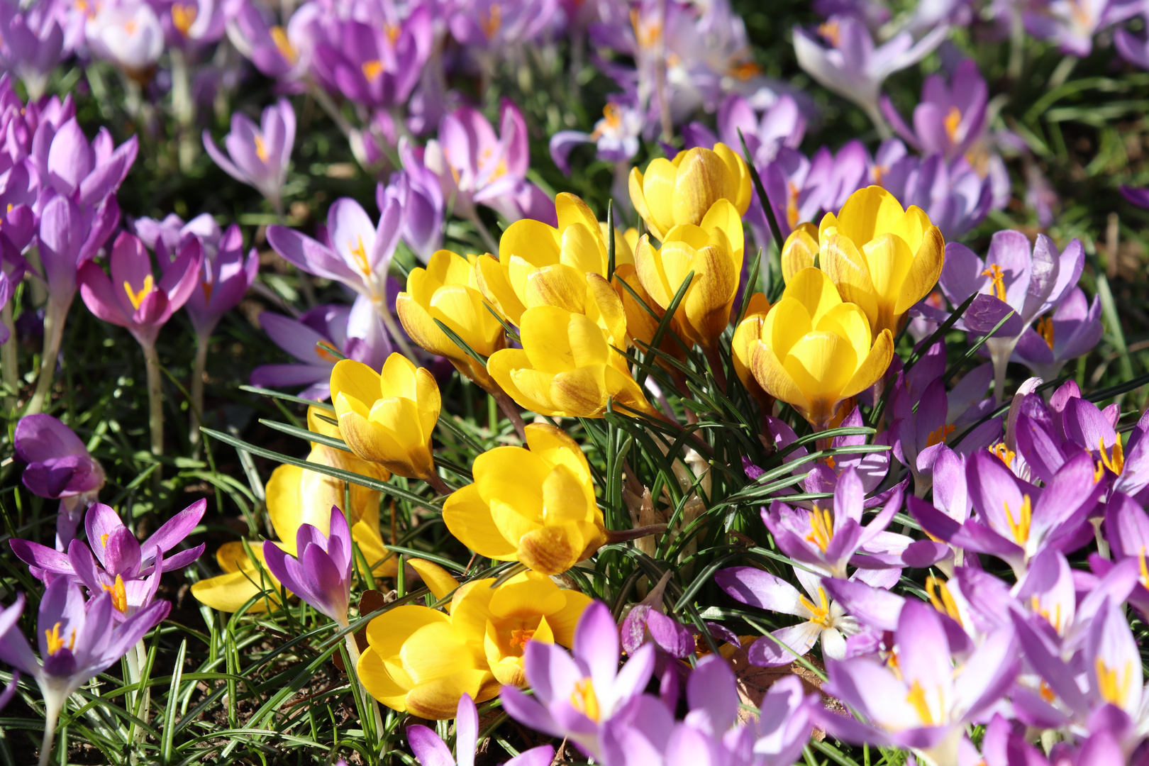 Mittwochsblümchen im Sonnenlicht