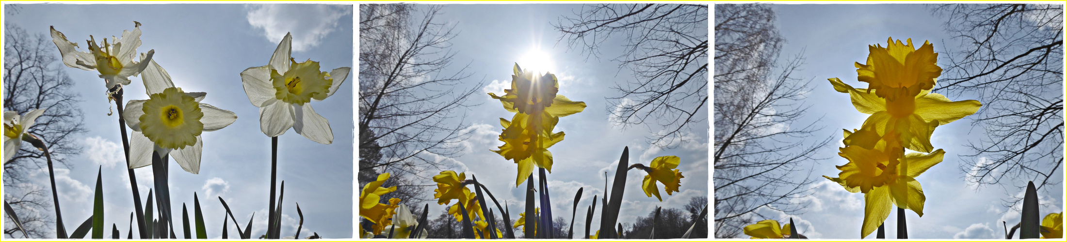 Mittwochsblümchen im Sonnenlicht