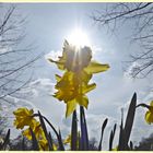 Mittwochsblümchen im Sonnenlicht