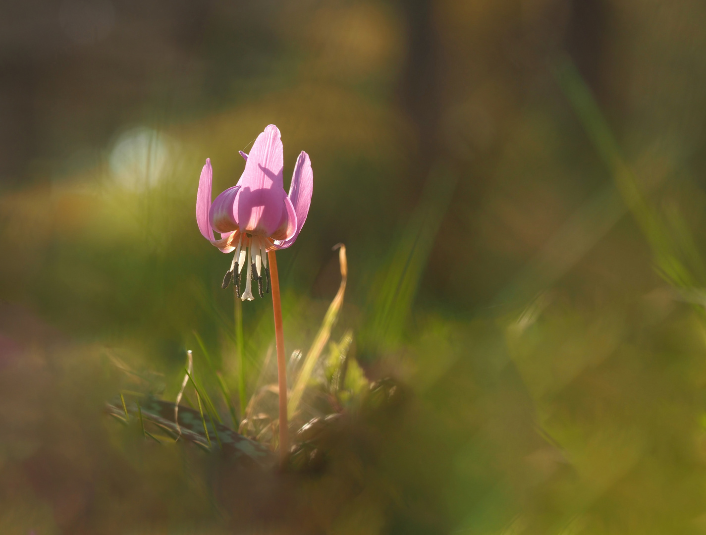 Mittwochsblümchen im Sonnenlicht