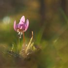 Mittwochsblümchen im Sonnenlicht