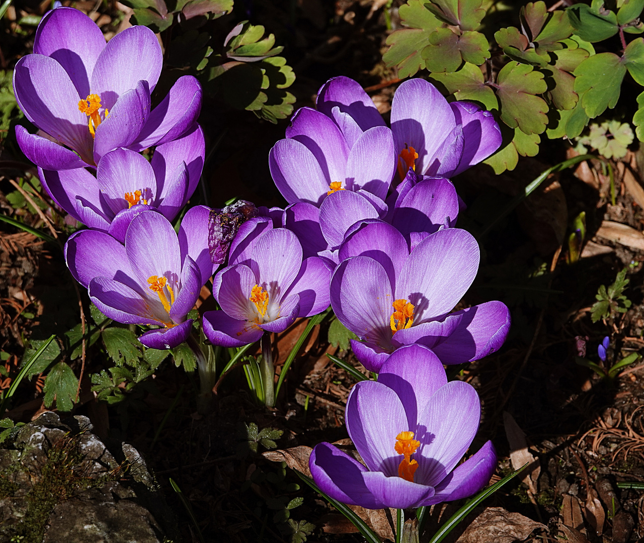 Mittwochsblümchen im Sonnenschein