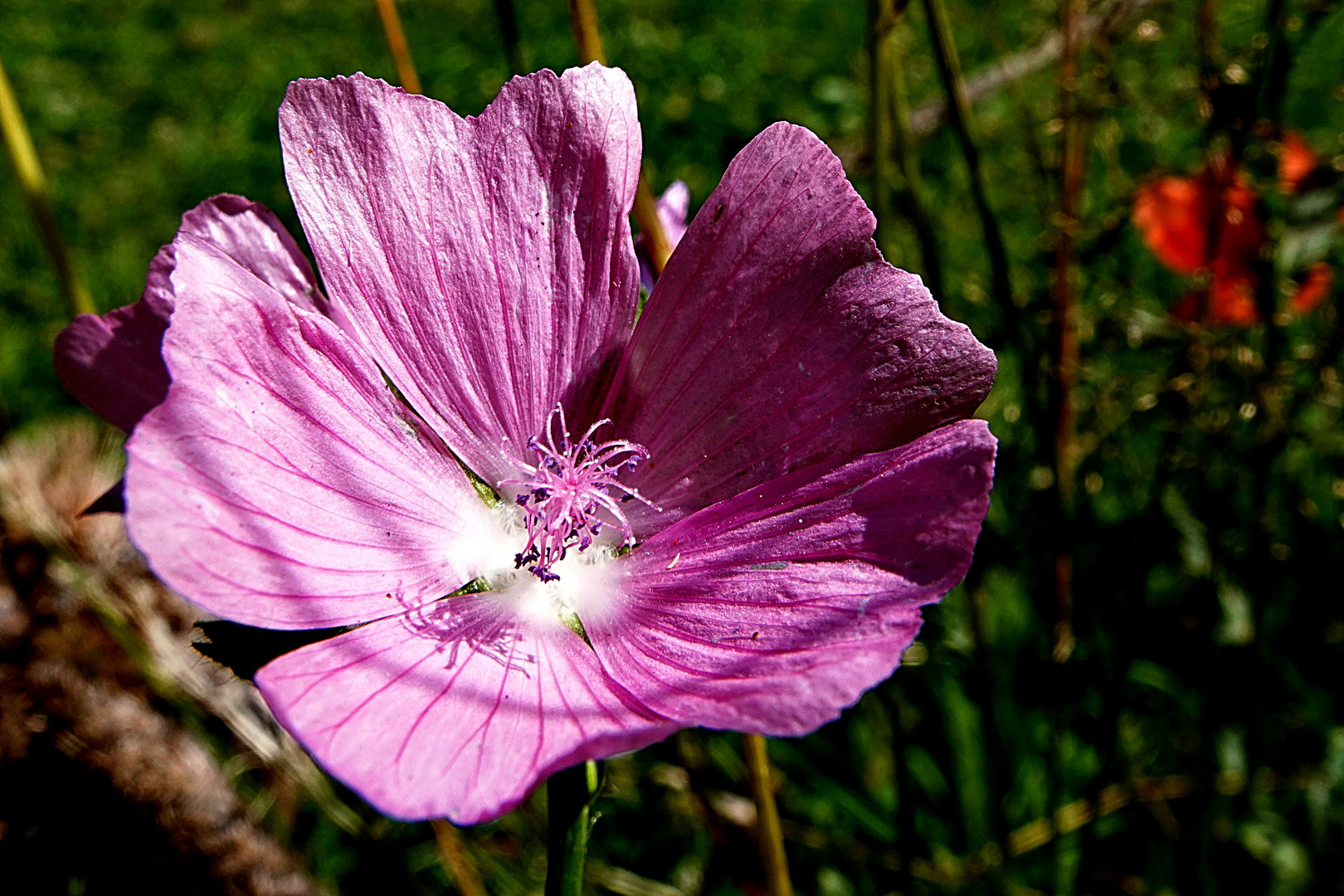 Mittwochsblümchen im Sonnenschein