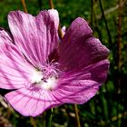 Mittwochsblümchen im Sonnenschein