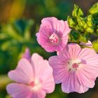 Mittwochsblümchen im zartem Rosa